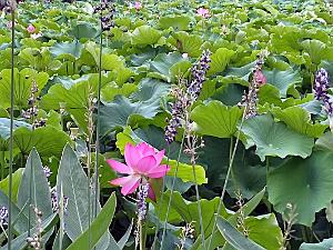 KUNMING - Parc Daguan - 06
